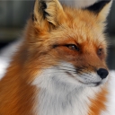 Foxy1